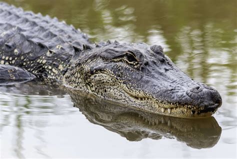 Alligator | Galveston, TX - Official Website