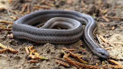 Snakes of Colorado | Museum of Natural History | University of Colorado ...