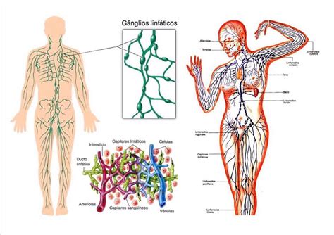 Il sistema linfatico: patologie e soluzioni – Fisiologik