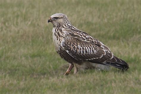 Rough-Legged Buzzard | BirdForum