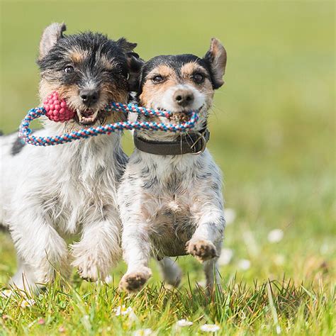 Should Pets Be Allowed to Share Toys, Bowls, and Other Belongings? Martha Stewart Pets ...