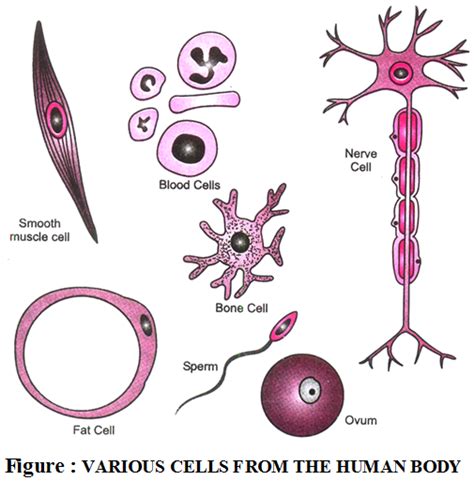 Structural Variations in Cells - A Plus Topper