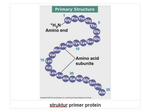 Analisis Pembentukan Struktur Sekunder dan Tersier Pada Protein