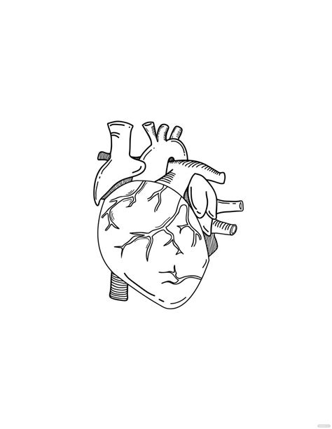 Free Anatomical Heart Drawing - EPS, Illustrator, JPG, PNG, PDF, SVG | Template.net