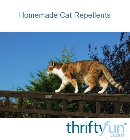 Homemade Cat Repellents | ThriftyFun