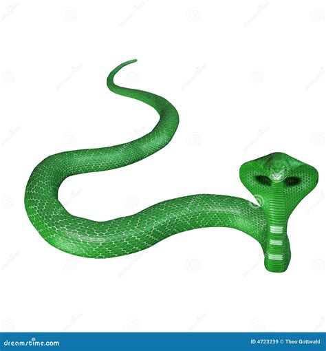 Green cobra snake stock illustration. Illustration of animal - 4723239