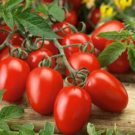 100+ Tomato Red Roma Vegetable Seeds , Under The Sun Seeds