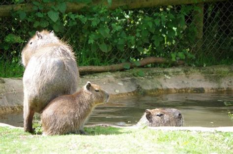 Birmingham Wildlife Conservation Park - 2020 All You Need to Know BEFORE You Go (with Photos ...