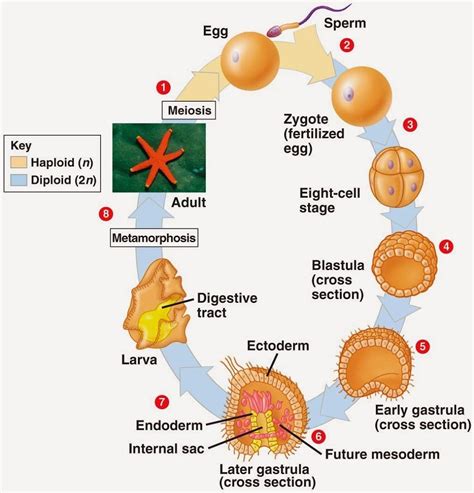 Life Cycle Starfish Diagram | Printable Diagram | Diagram, Starfish, Life cycles