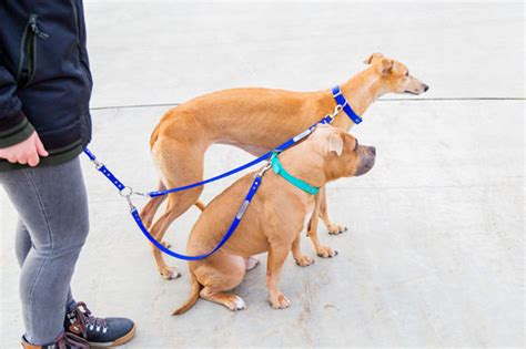 What Is the Best Dog Leash for Your Dog? - dogIDs