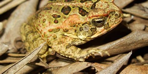 What Do Toads Eat? (About Toad Eating Habits) – Reptiles & Amphibians