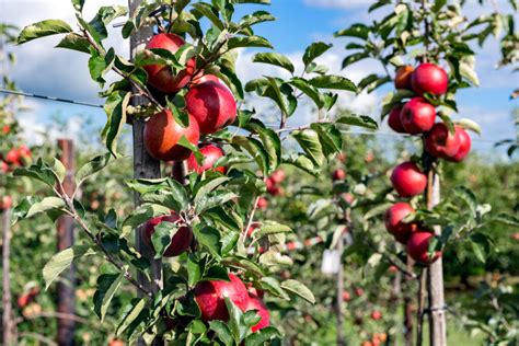 Apple Tree Care - How To Grow And Harvest Apples