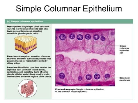 Simple Columnar Epithelium Labeled Diagram