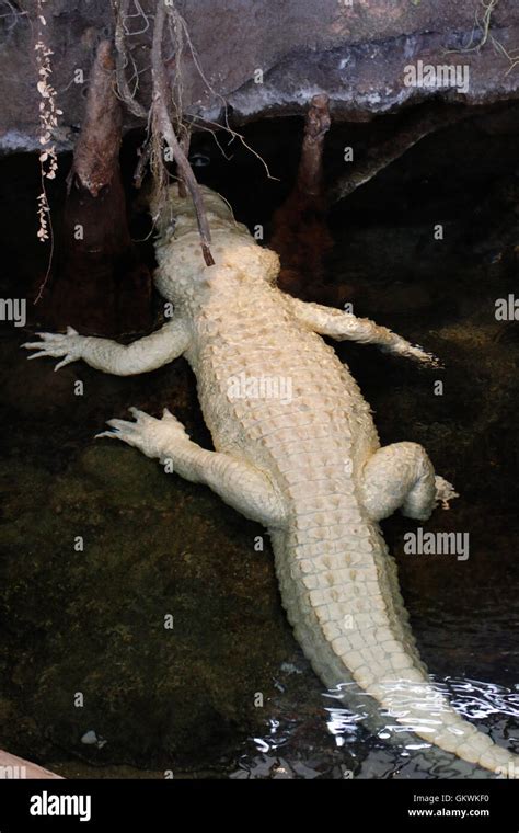 Rare white albino crocodile Stock Photo - Alamy