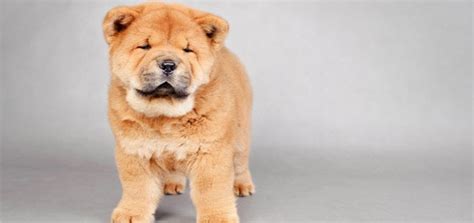 Small Dog Breed That Looks Like A Teddy Bear