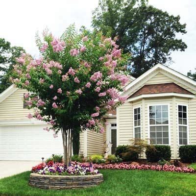 Pink Velour Crape Myrtle Tree | 1000 in 2020 | Trees for front yard, Front yard landscaping ...