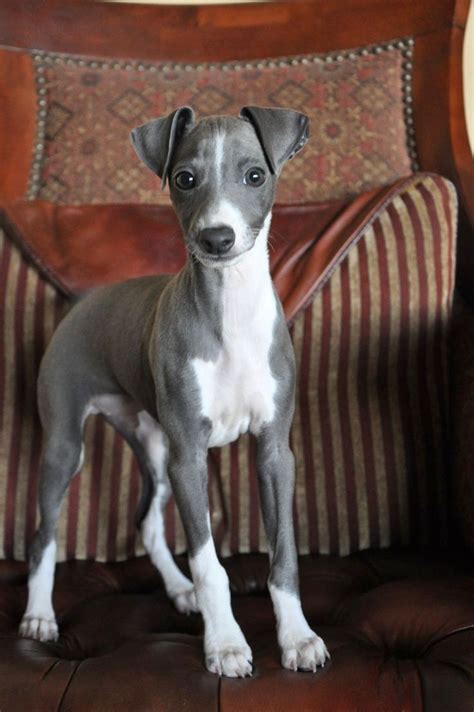 Pin by Richard F. Skinner on Whippet | Italian greyhound puppies ...