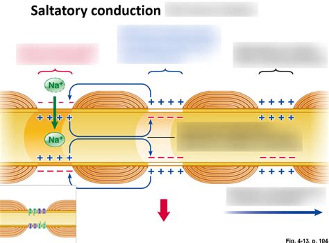 Saltatory Conduction Diagram | Quizlet