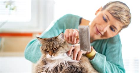 The Most Common Cat Grooming Mistakes Pet Parents Make