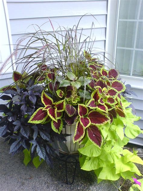 Mixed foliage container featuring Ipomoeas and Coleus | Container ...