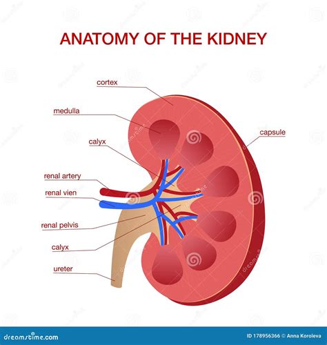 Kidney Cross Section Diagram