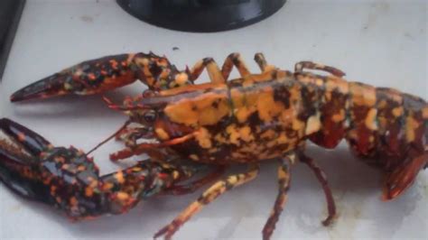 Calico Lobster....Rare...1 in 30 million - YouTube