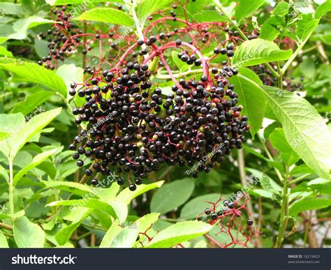 58 Black Elder Sambuca Plant Royalty-Free Images, Stock Photos ...