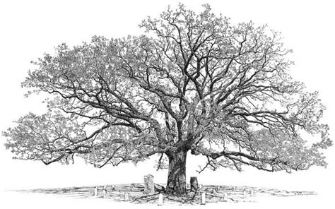 Pencil Drawing Of Oak Tree