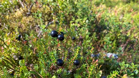 Overlooked crowberry is actually spectacular superfood from Lapland ...