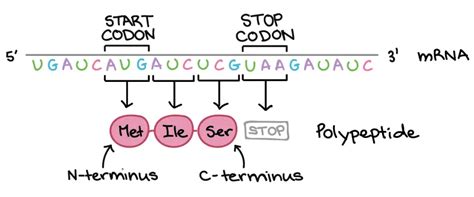 How to Read the Amino Acids Codon Chart? - Genetic Code and mRNA Translation - Rs' Science