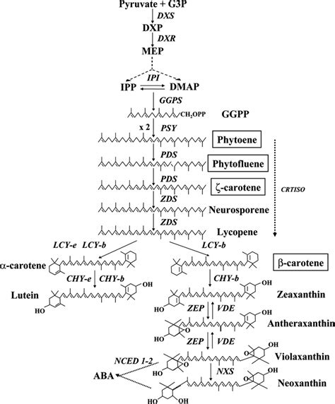 Carotenoid biosynthesis in plants. Carotenoid intermediates that ...