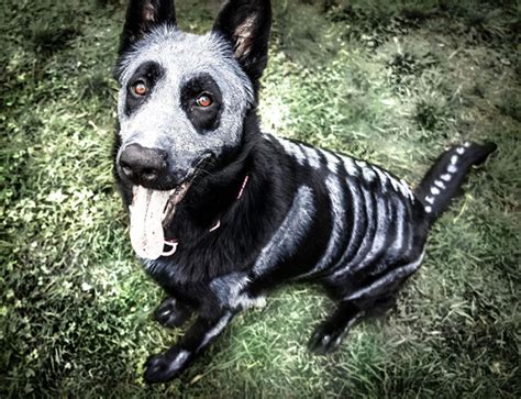 Skeleton Dog Halloween