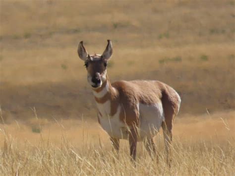 The Wildlife of Yellowstone - WanderWisdom