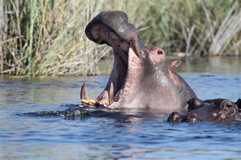 Free Images : water, river, wildlife, africa, fauna, swimming, vertebrate, safari, hippopotamus ...