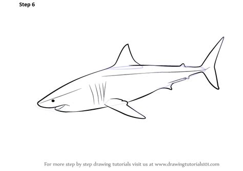 Learn How to Draw a Great White Shark (Fishes) Step by Step : Drawing Tutorials