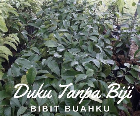 Jual Bibit Duku Tanpa Biji Super Manis | Bibit Buahku