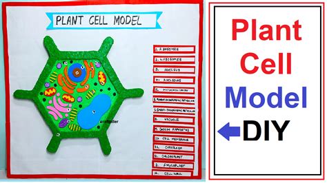 plant cell model making - simple and easy science project for exhibition - diy - Free Science ...