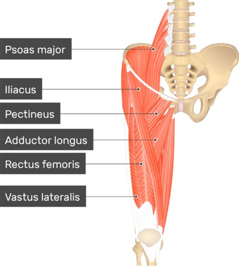 Vastus Medialis Muscle