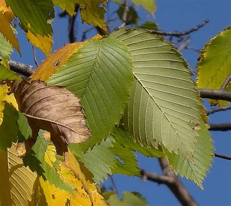 Fashion Pure: elm tree leaves identification