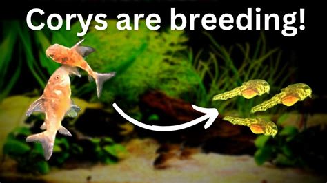 Easy Corydoras catfish breeding: Eggs to Cory Paleatus Fry! - YouTube