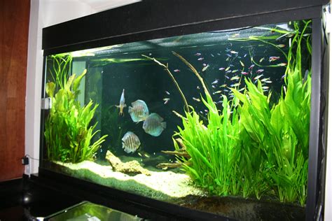 Landscape Aquarium Design photo | design aquarium | Saltwater aquarium fish, Freshwater aquarium ...