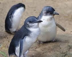 Little blue penguins (Korora) come ashore at night in Marlborough Sounds, Akaroa Harbour, Oamaru ...