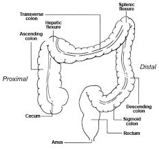 Large Intestine Diagram