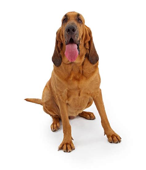 10+ Bloodhound Police Dog Stock Photos, Pictures & Royalty-Free Images ...