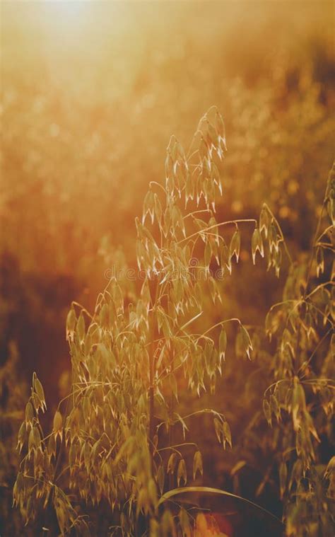 Oat Field at Sunset Light Atcountryside Farm. Stock Image - Image of ...