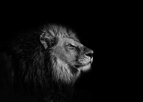 Lion Wallpaper - Wallpaper Sun