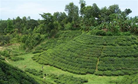 Beautiful Bangladesh: Srimangal : The Beauty of Tea Gardens