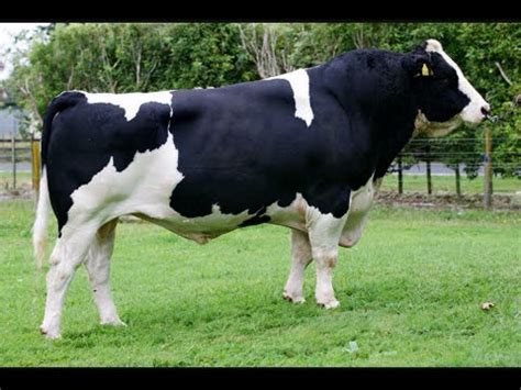 Holstein-Friesian bulls - YouTube