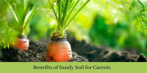 How to Make Sandy Soil for Carrots: A Step-by-Step Guide