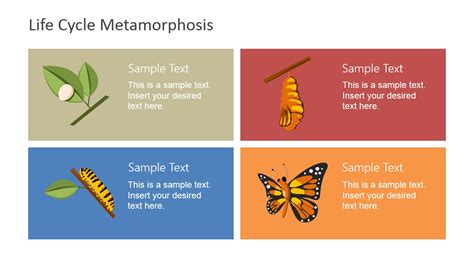 Lifecycle Metamorphosis Diagram for PowerPoint - SlideModel